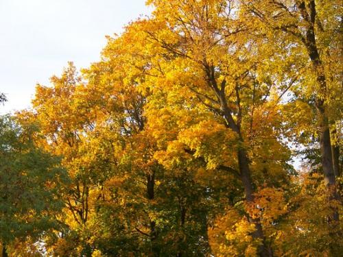 Buntes Herbstlaub (100_0228.JPG) wird geladen. Eindrucksvolle Fotos aus Lettland erwarten Sie.
